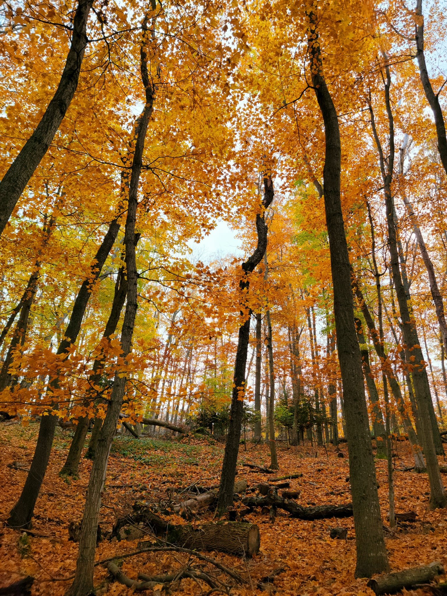 FALC Hill in autumn 2.jpg