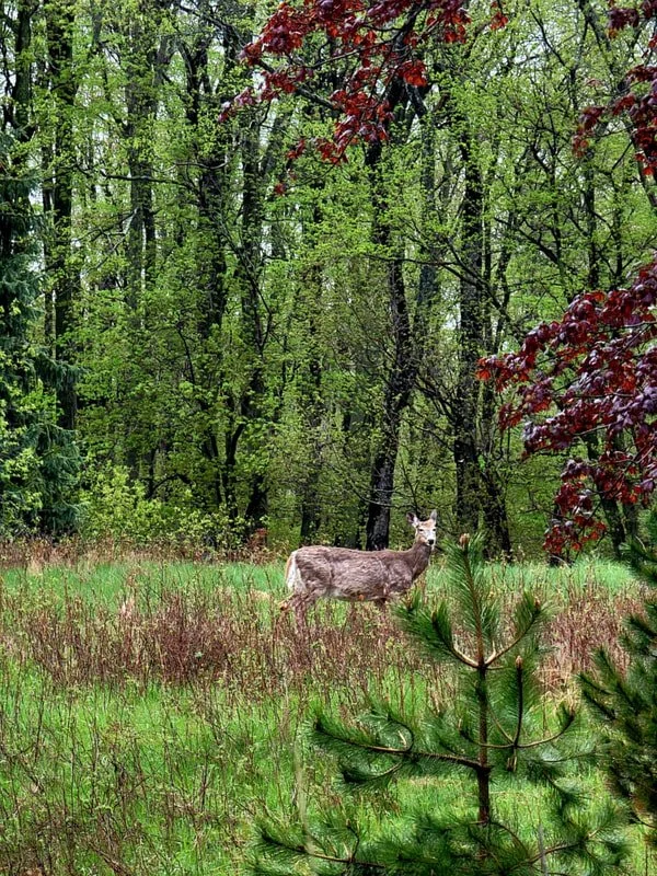 falc spring deer.jpg