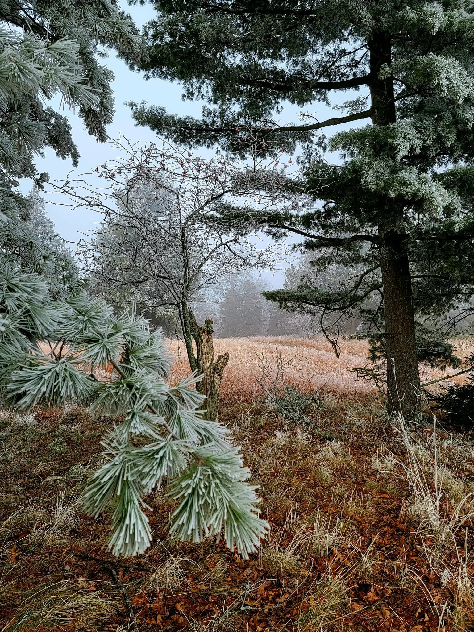 FALC mild winter 2023-24 - 01.jpg