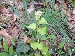 Garlic Mustard