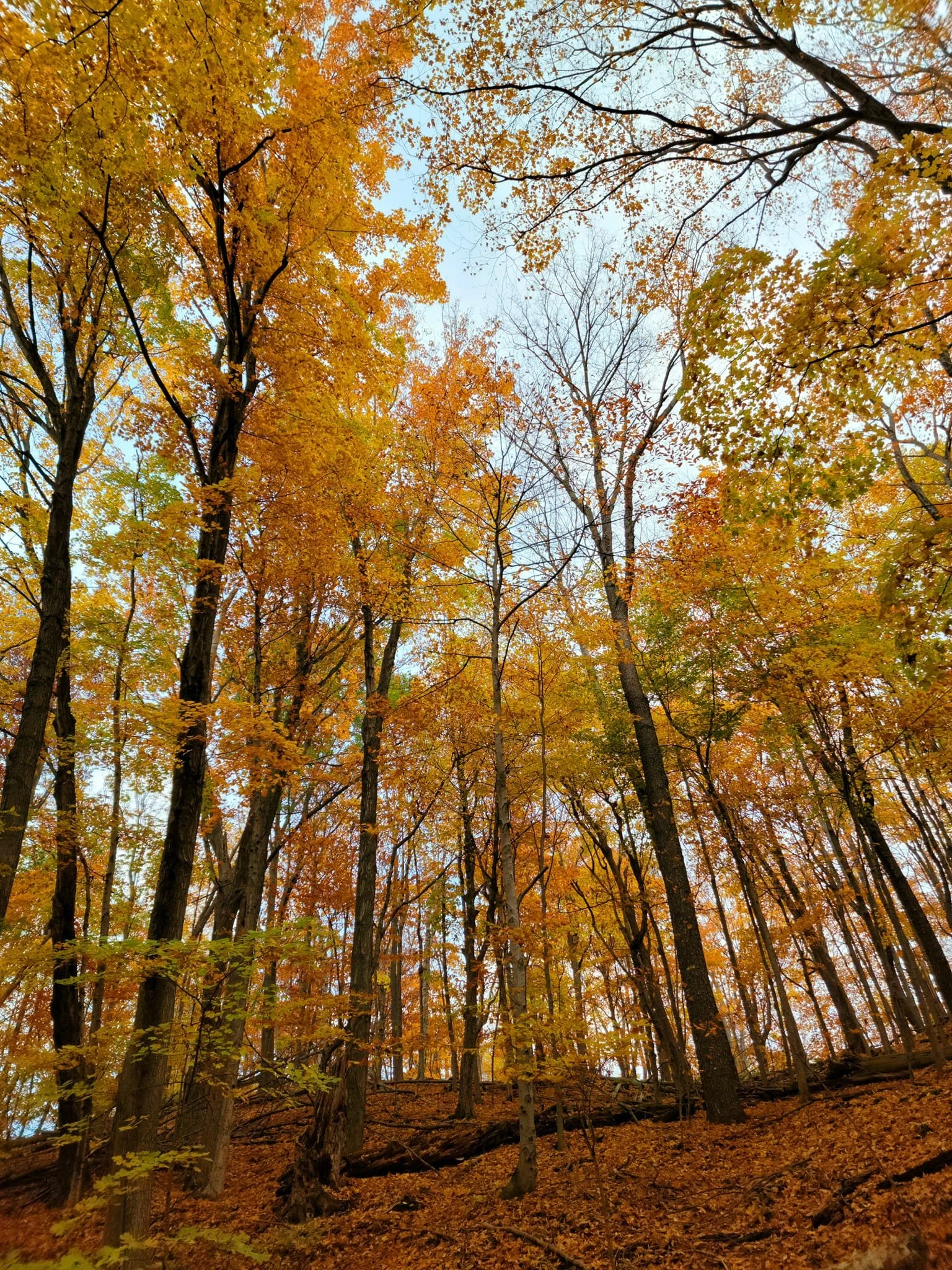 FALC Hill in autumn 3.jpg