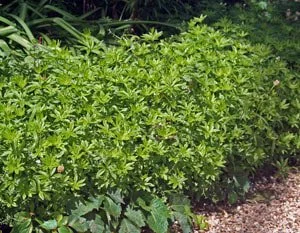 Sweet Woodruff