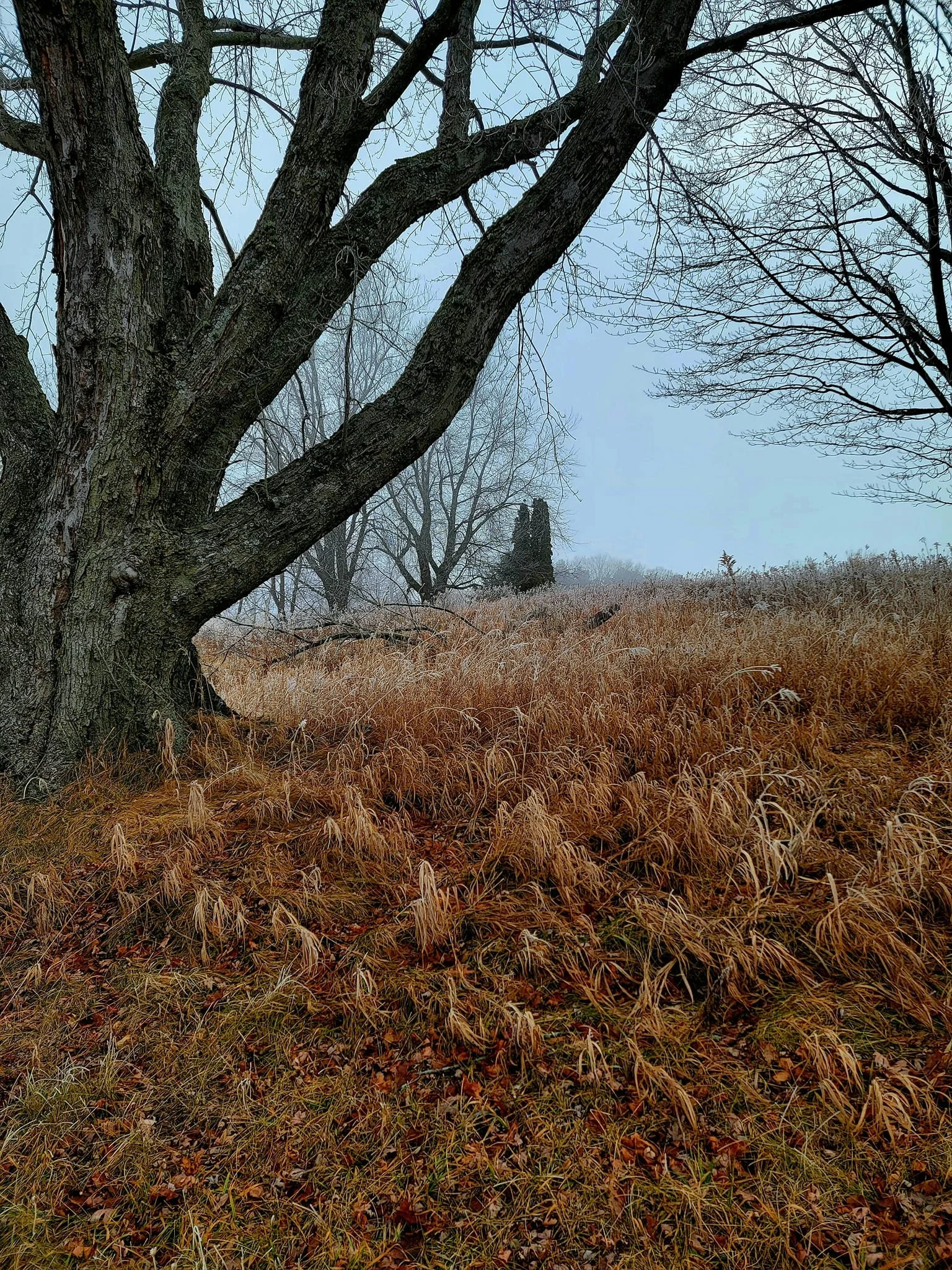 FALC mild winter 2023-24 - 03.jpg