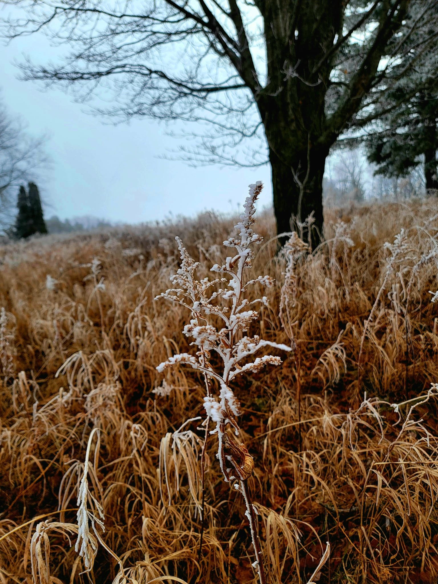 FALC mild winter 2023-24 - 15.jpg