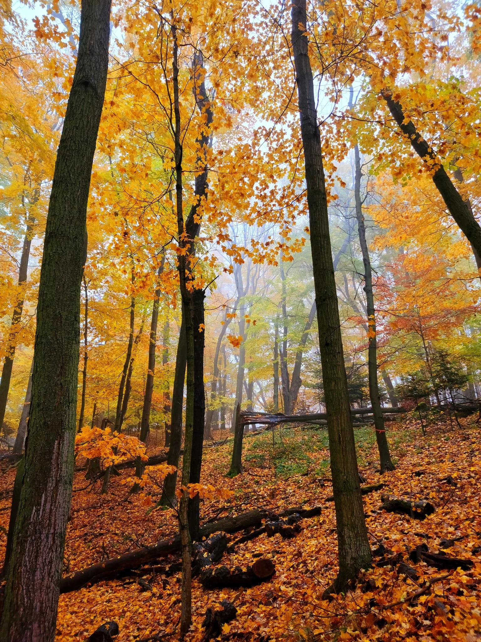 FALC Hill in autumn 7.jpg