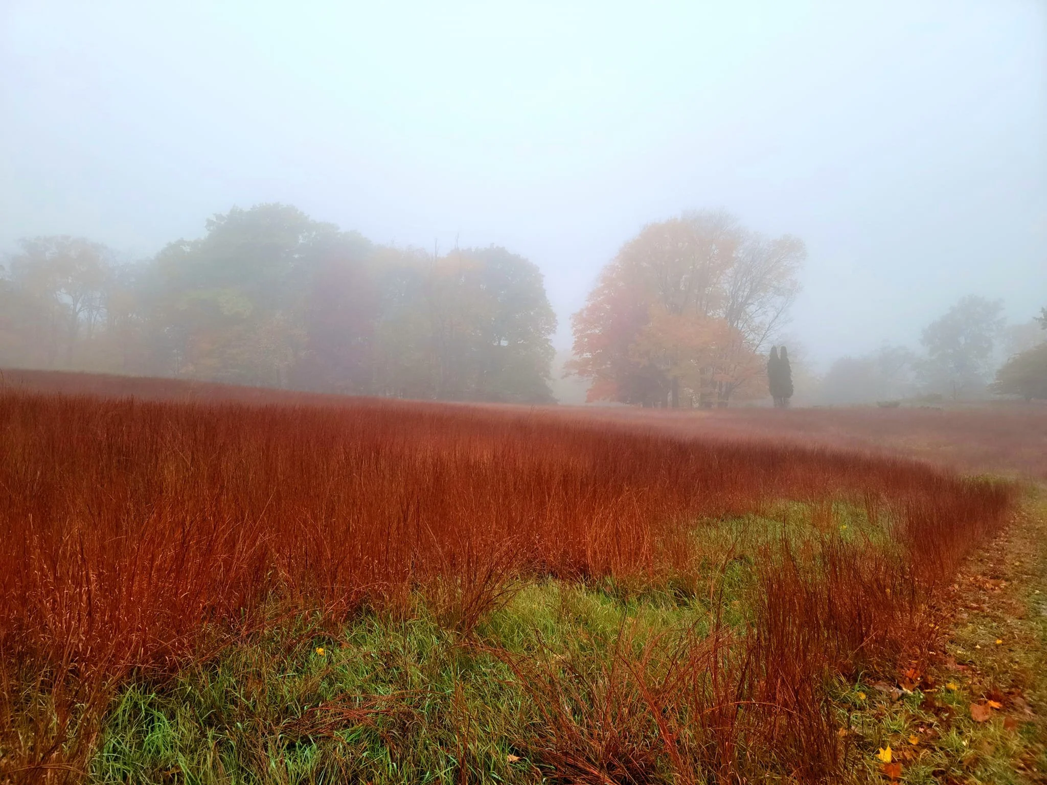 FALC Prairie in autumn 6 misty.jpg