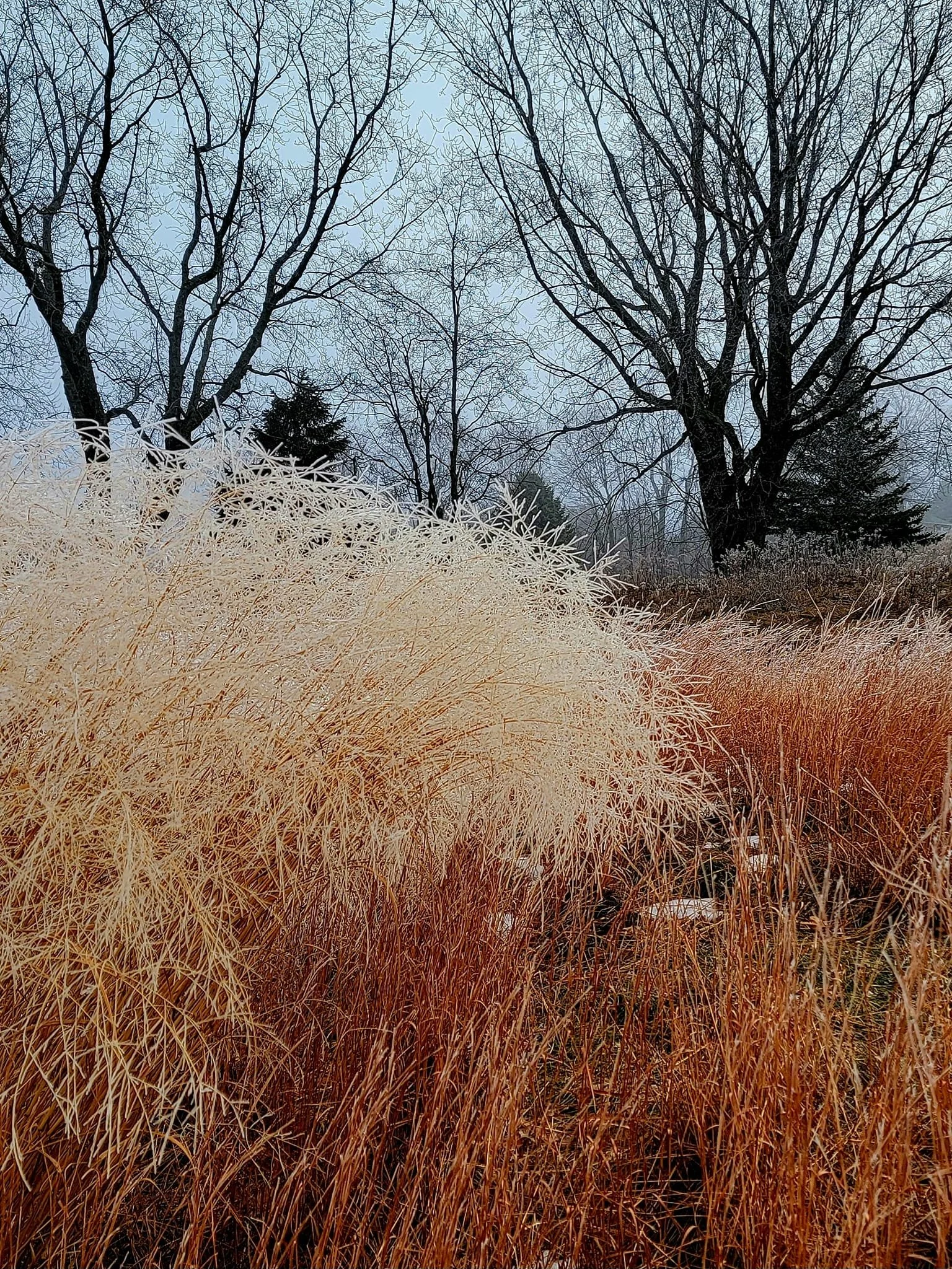 FALC mild winter 2023-24 - 11.jpg