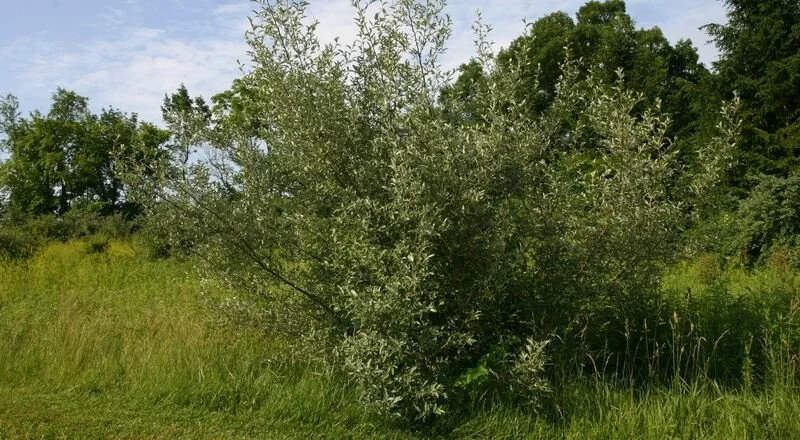 Autumn Olive Rothrock