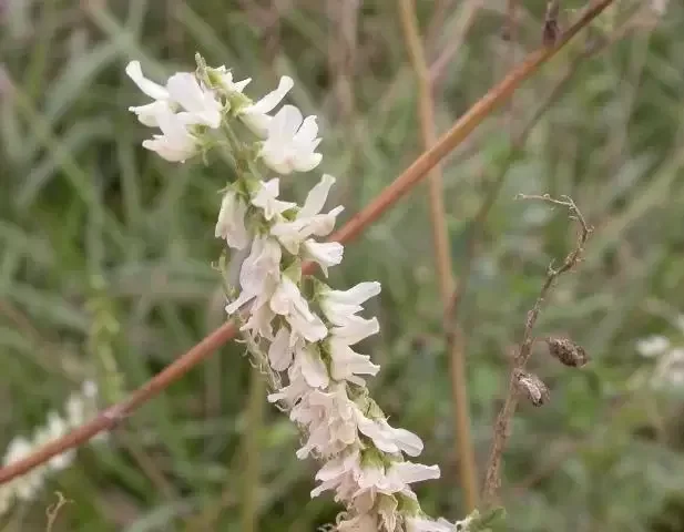 White Sweet Clover