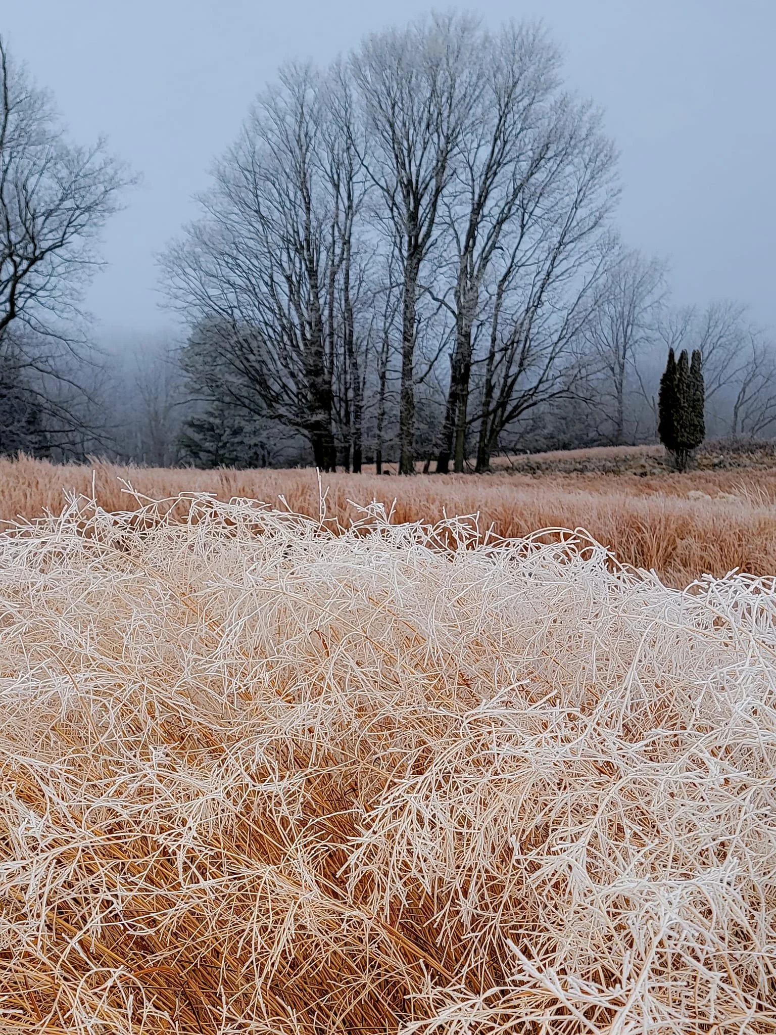 FALC mild winter 2023-24 - 12.jpg