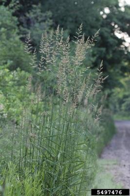 Reed Canary Grass
