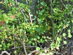 Japanese Barberry