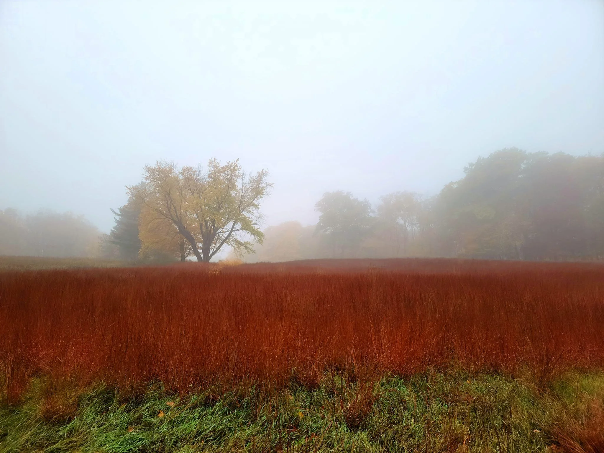 FALC Prairie in autumn 5 misty.jpg