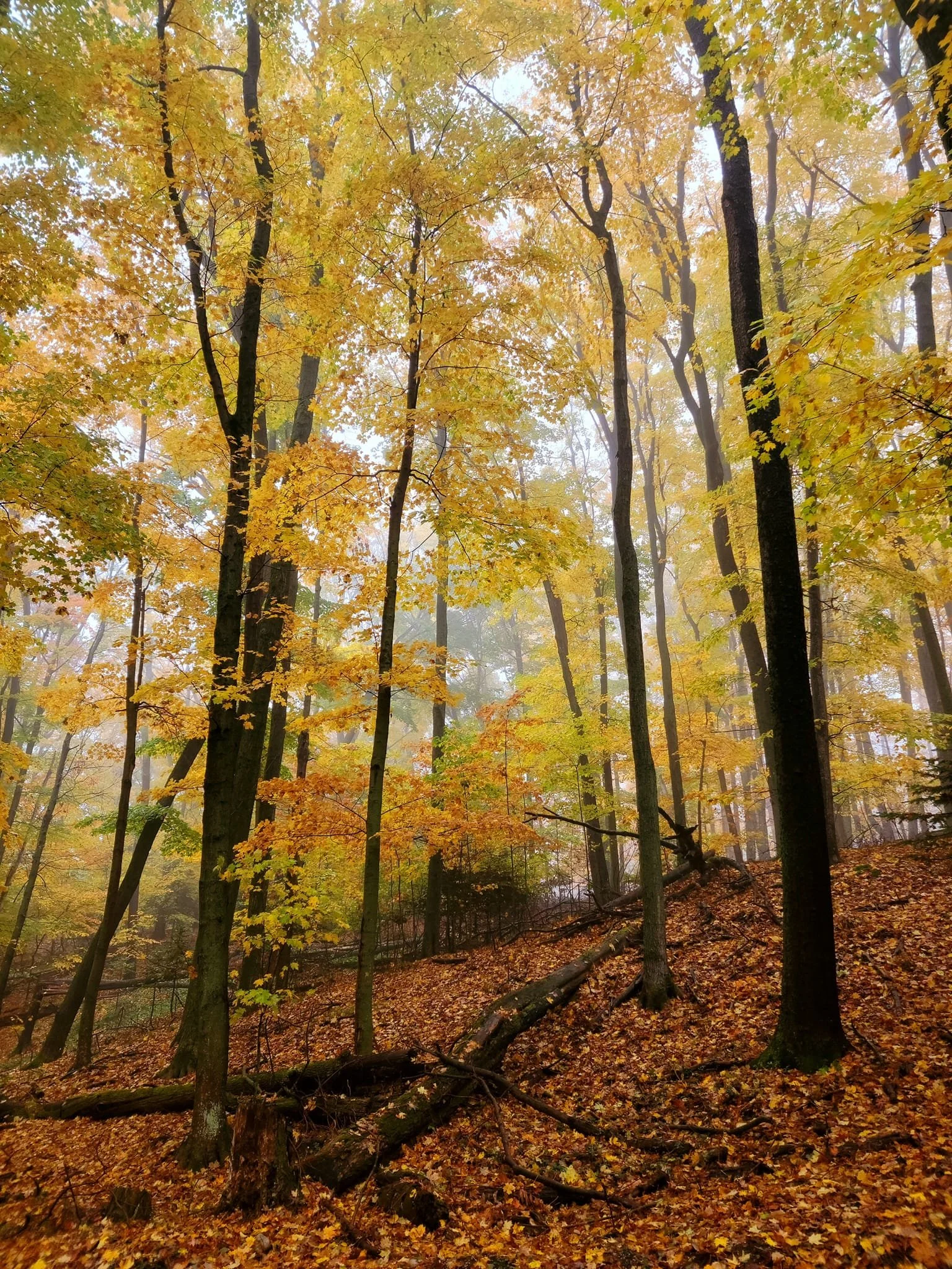 FALC Hill in autumn 8.jpg