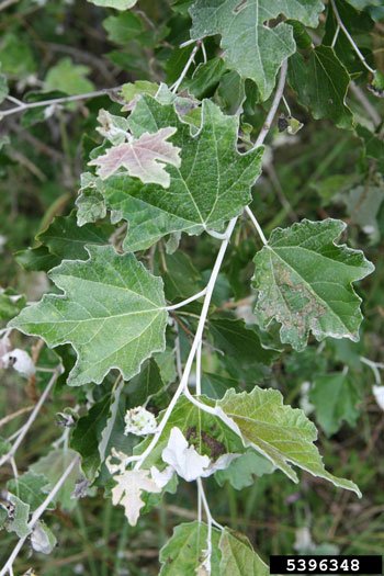White Poplar
