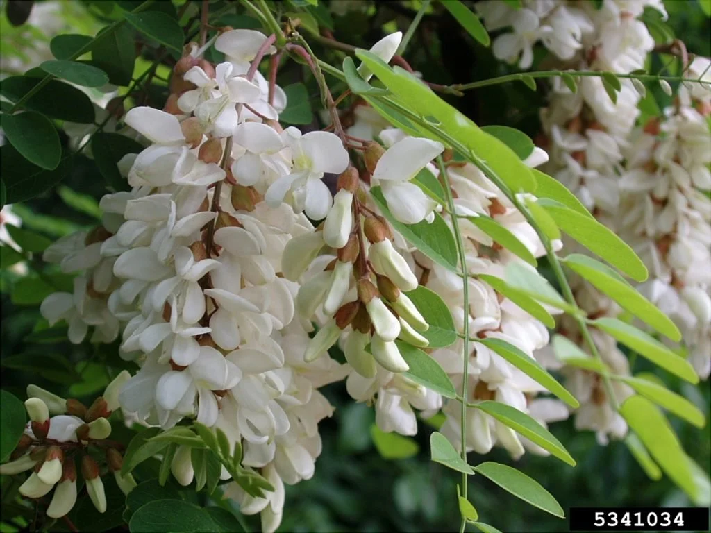 Black Locust