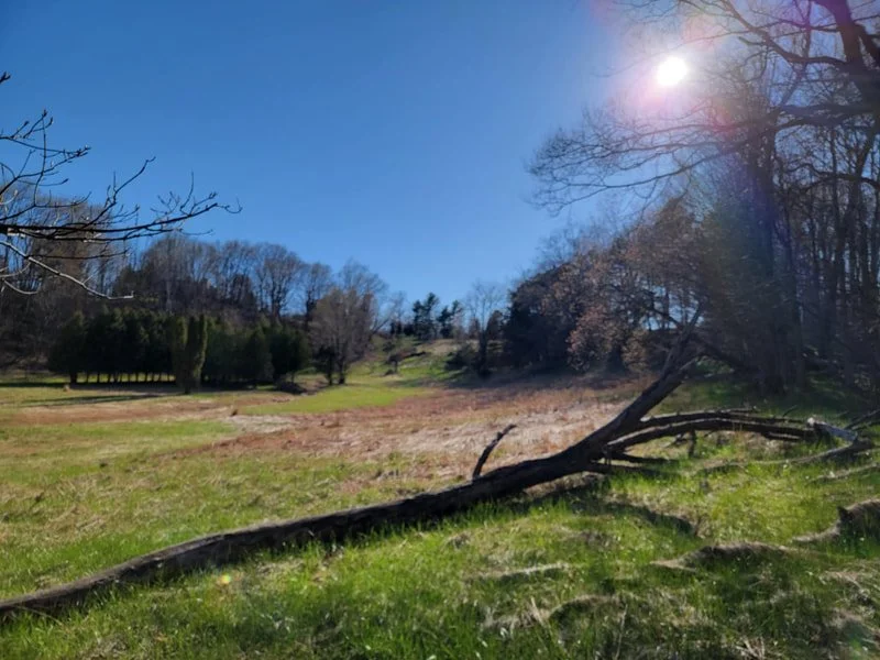 falc spring fallen log.jpg