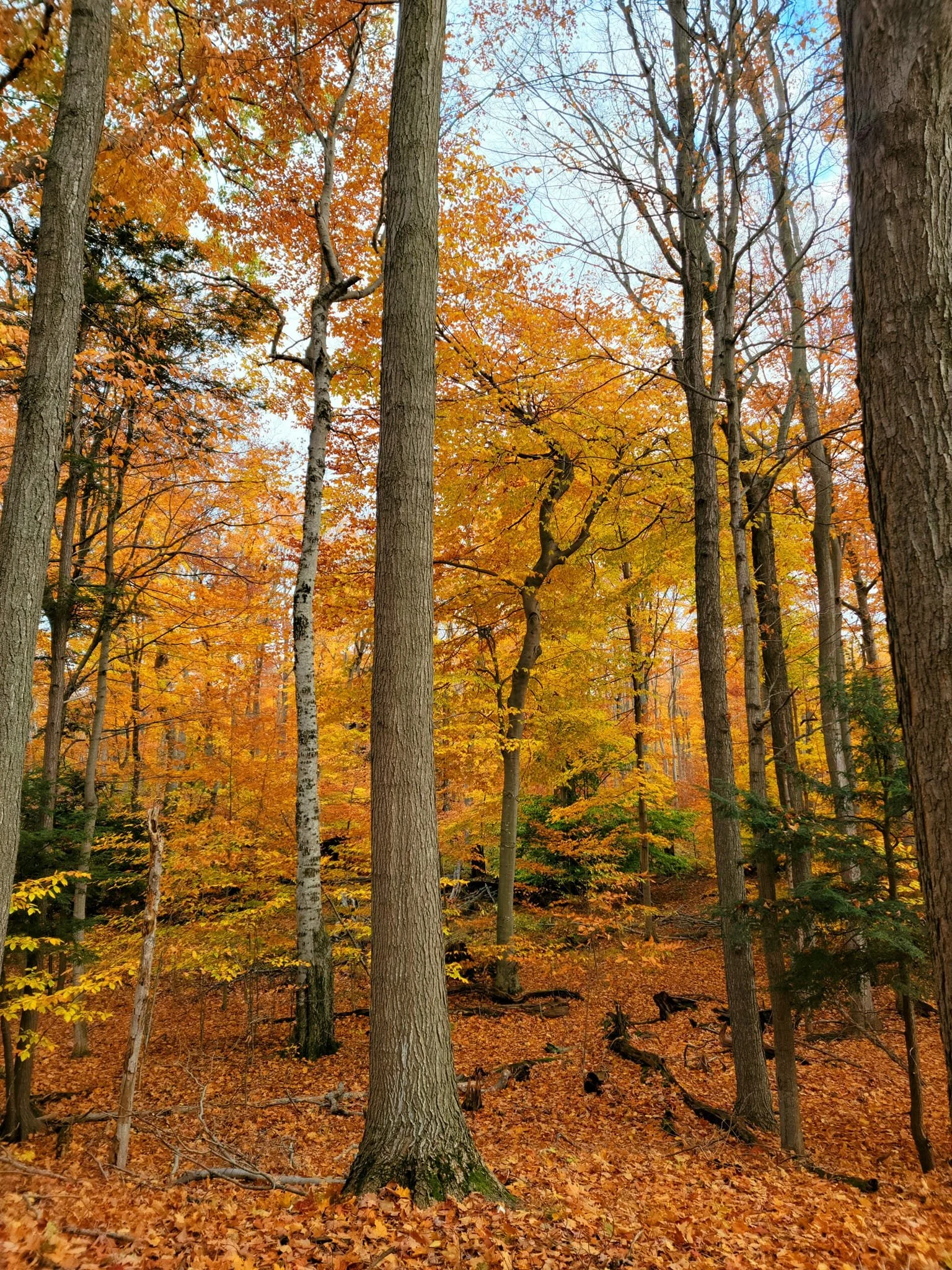 FALC Hill in autumn 4.jpg