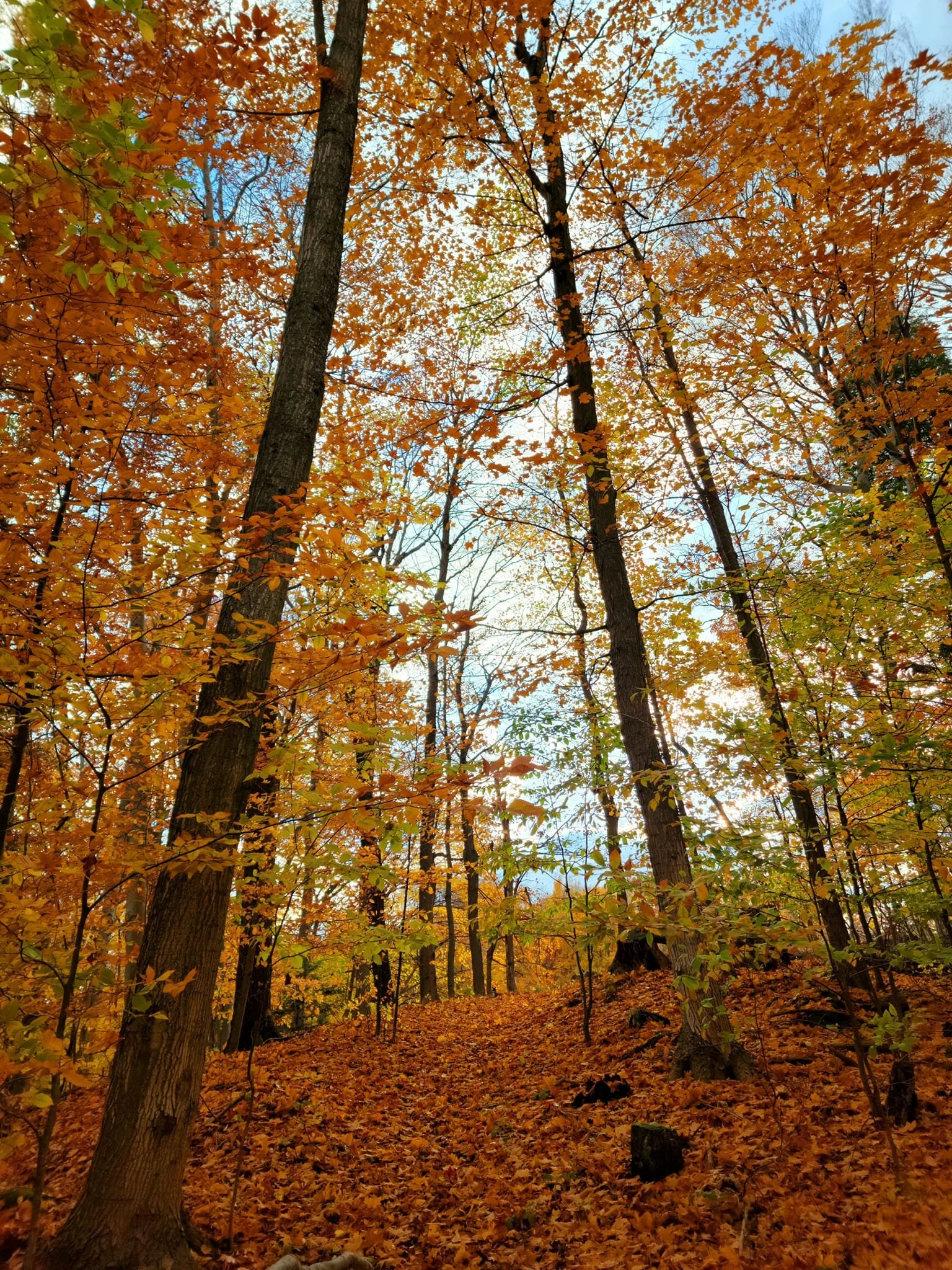 FALC Hill in autumn 5.jpg