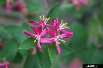 Honeysuckle