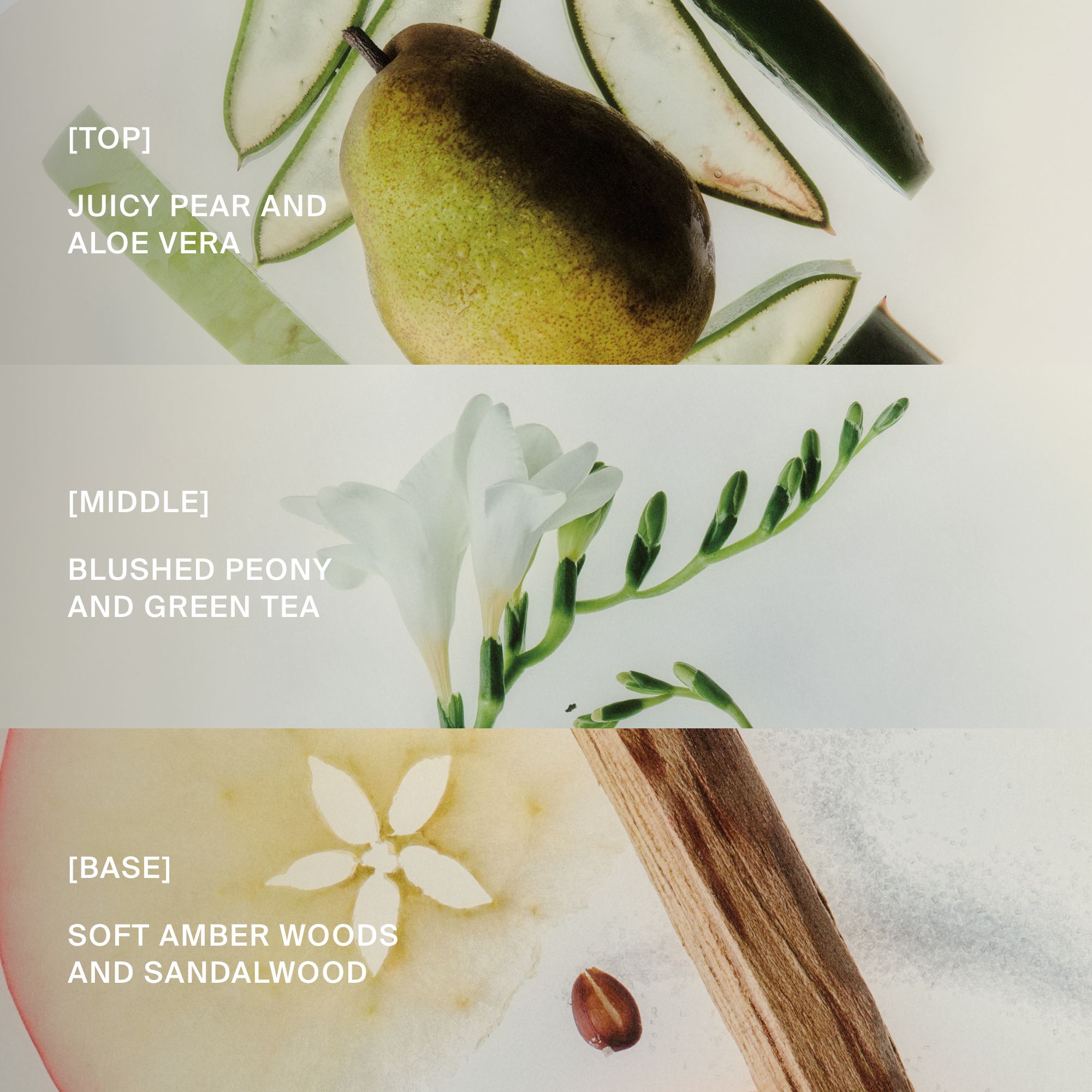 A fresh pear and slices of aloe vera on a white background, with labels indicating different layers of the image.