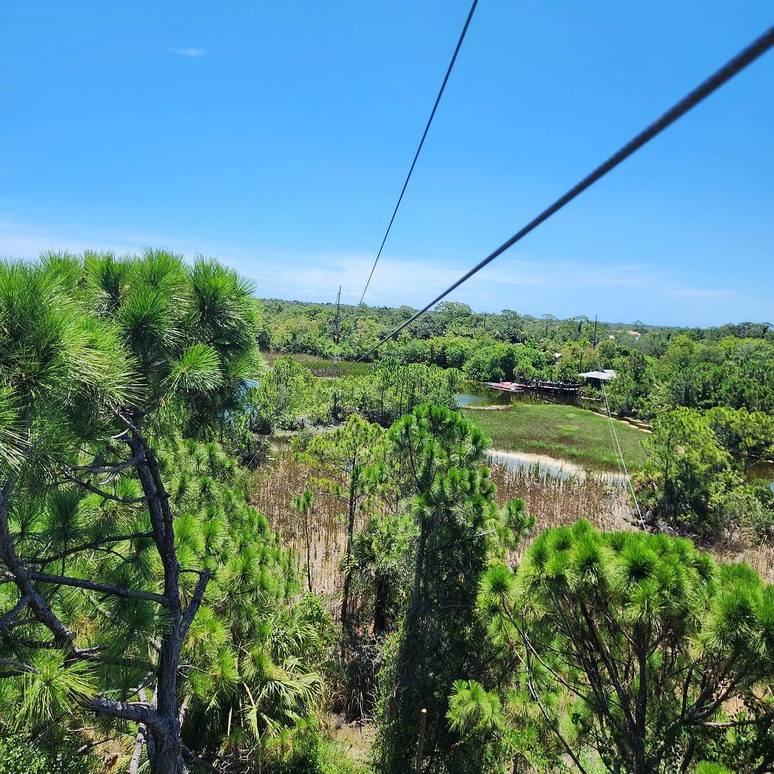 Zip line extending above the wooded landscape at Orlando Tree Trek Adventure Park.