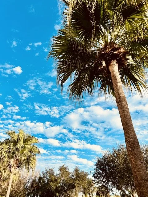 Tall palm trees under a partly cloudy sky with bright blue and scattered white clouds.