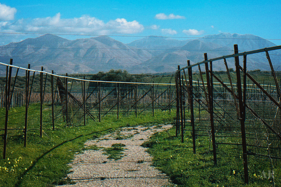 Winery vineyard with mountains in the distance