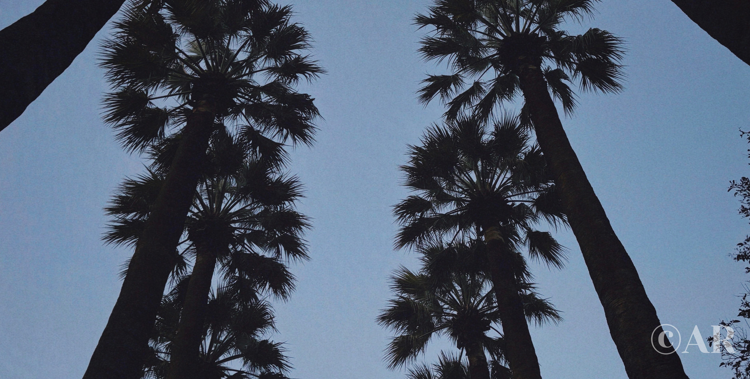 Palm Trees