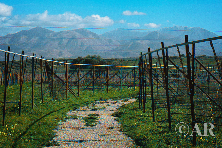 Winery vineyard with mountains in the distance