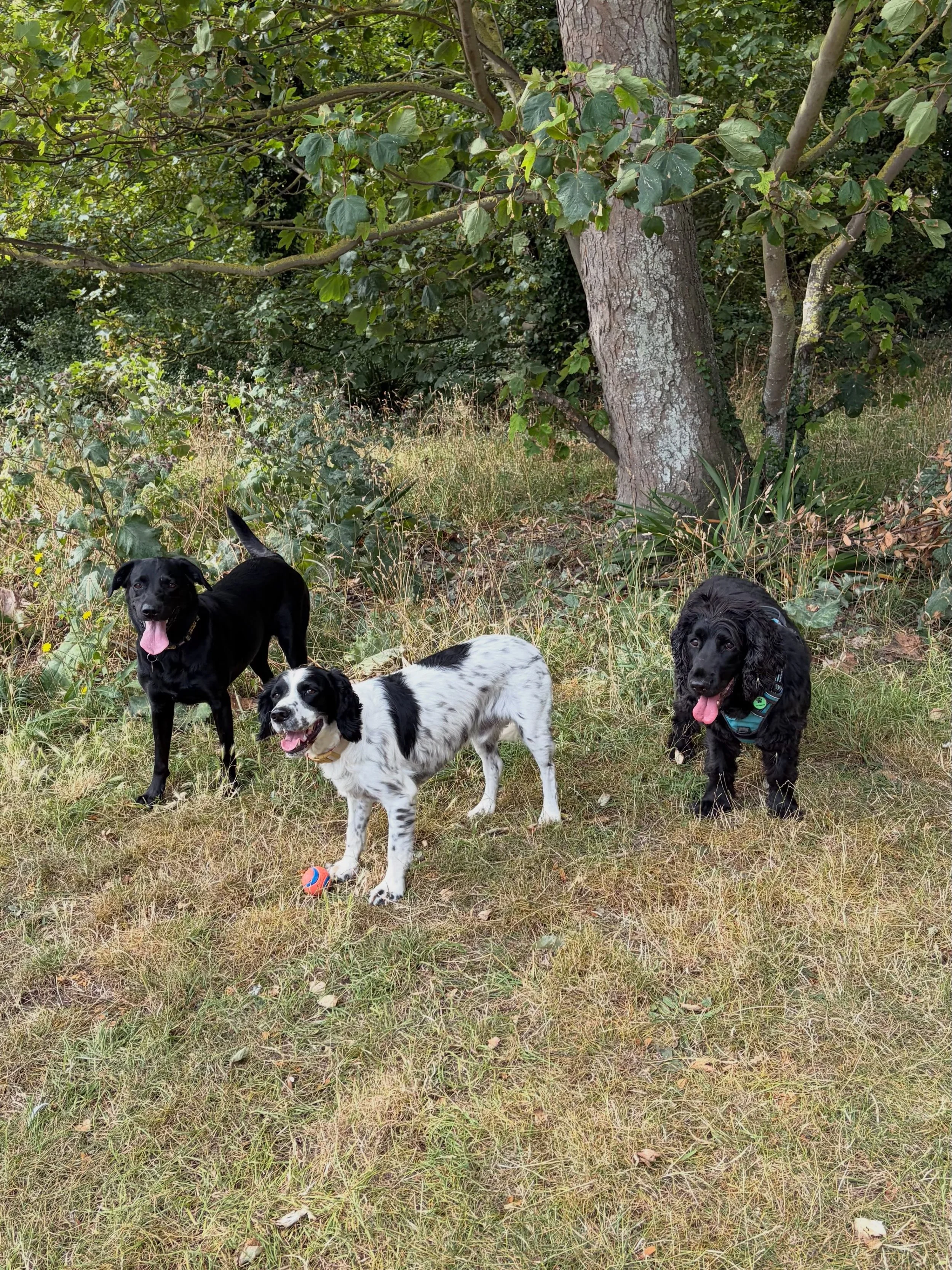 We&rsquo;re enjoying the start of the summer holidays - house sitting season is in full swing but we still have availability heading into Autumn, and will soon be opening our books for 2027! 

We have some weekday spaces available for walks in small 