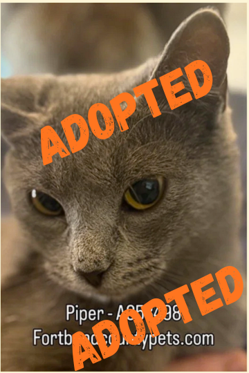 Piper was with us for 3 months and got her forever home!