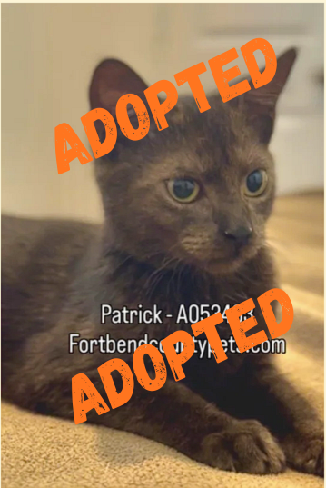 Patrick was with us for 1 month and got his forever home!