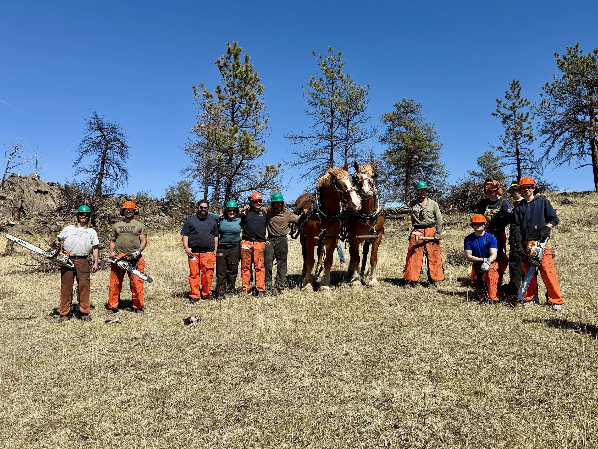 Group of people in safety gear, including helmets and orange pants, standing outdoors in a grassy area with tall pine trees and blue sky, holding chainsaws, and with two horses in the center.