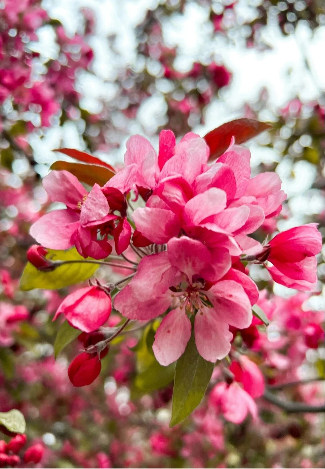 Close-up of pink flowers on a blooming flowering tree with blurred background of more blossoms.