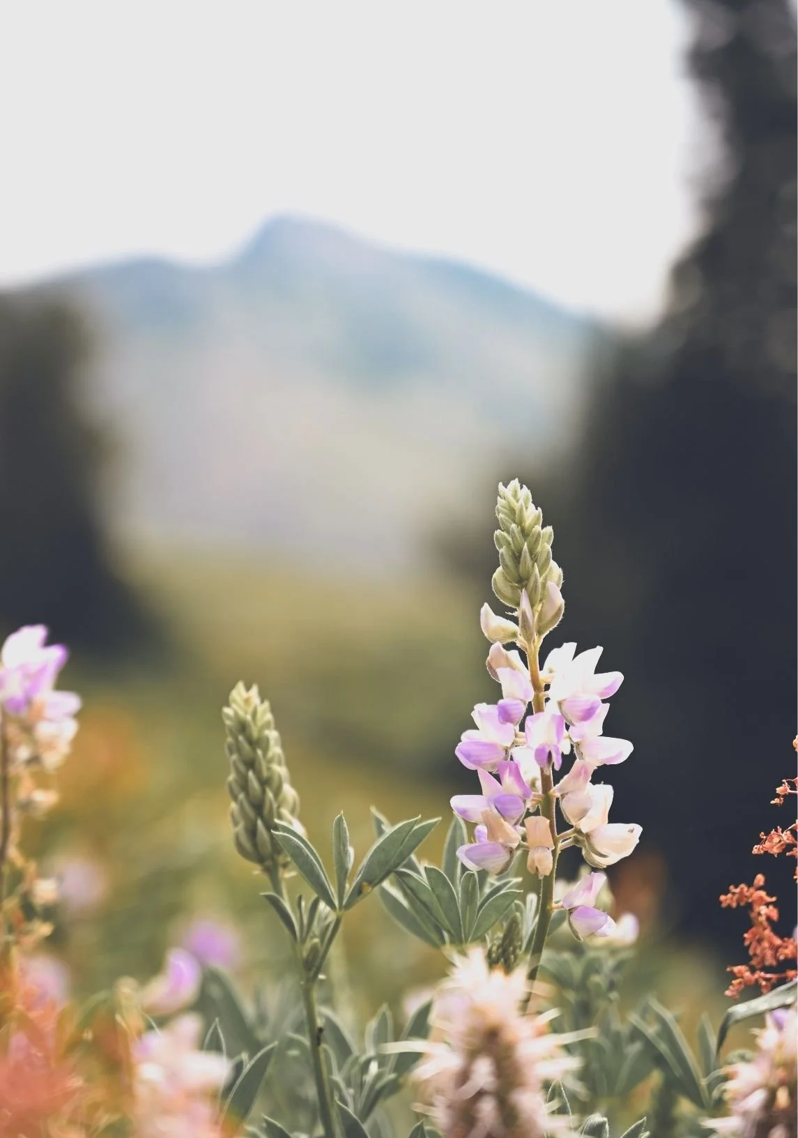 Close-up of pink and white flowers with green leaves, mountain in the background, and blurry foliage in the foreground.