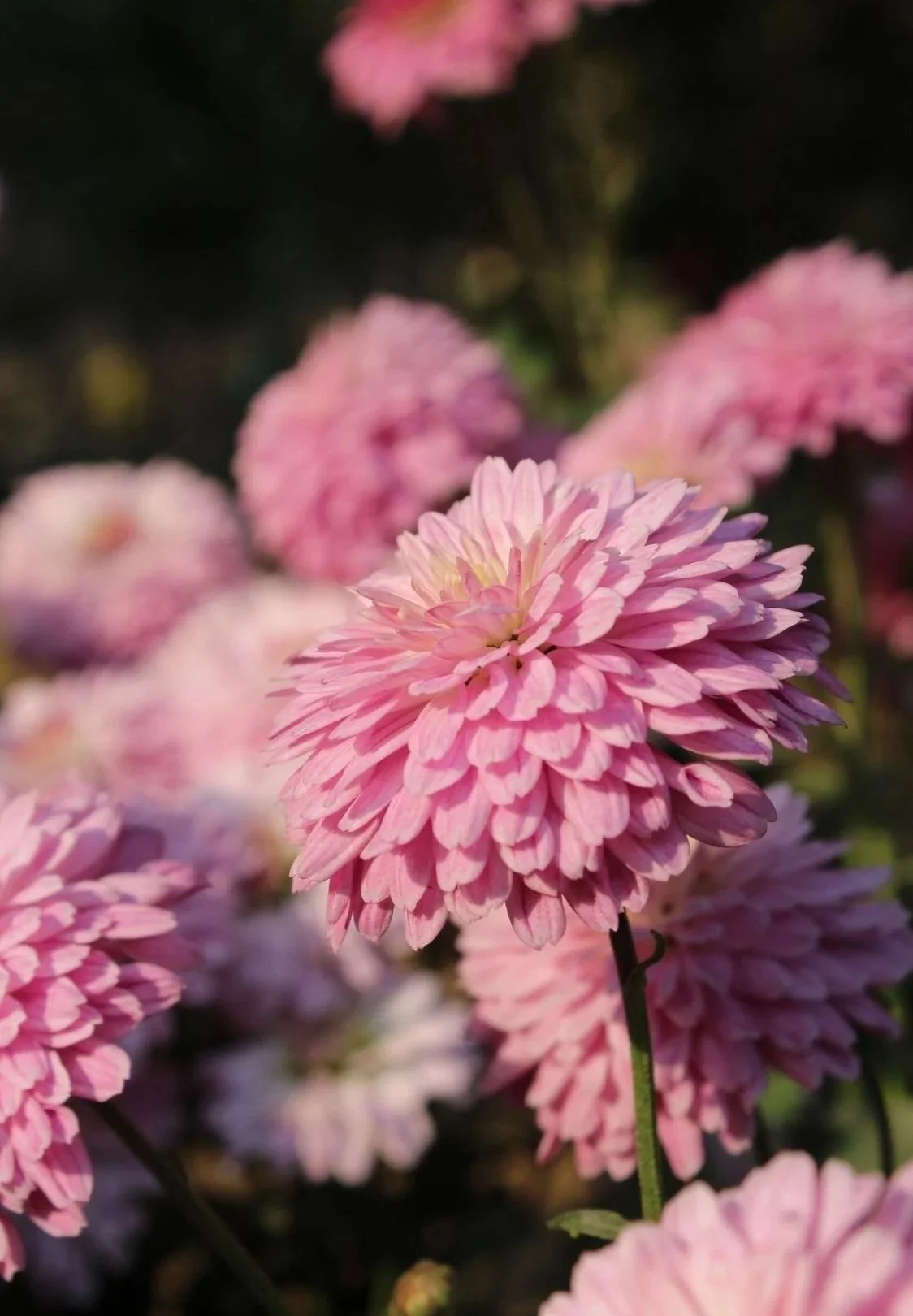 Close-up of pink chrysanthemums in full bloom with dark background.