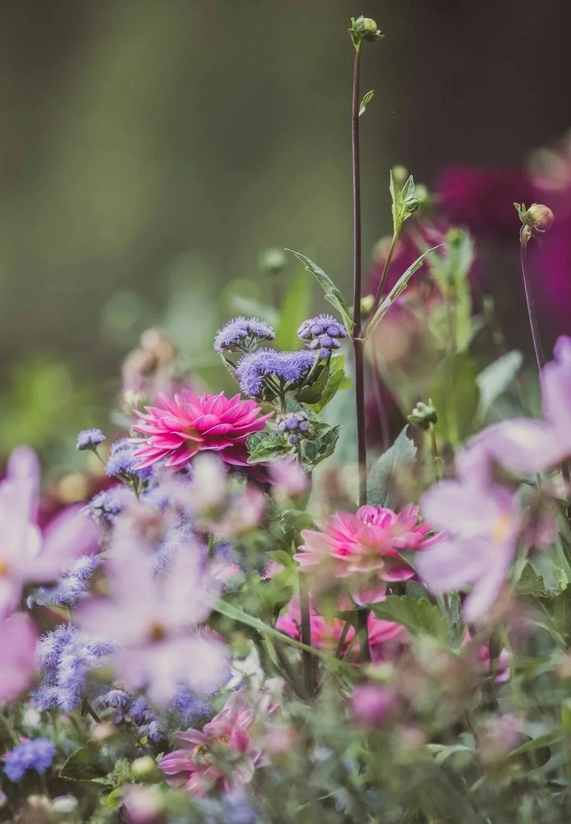 Close-up of various colorful flowers, including pink dahlias, purple asters, and light purple flowers, with a blurred background of green foliage.