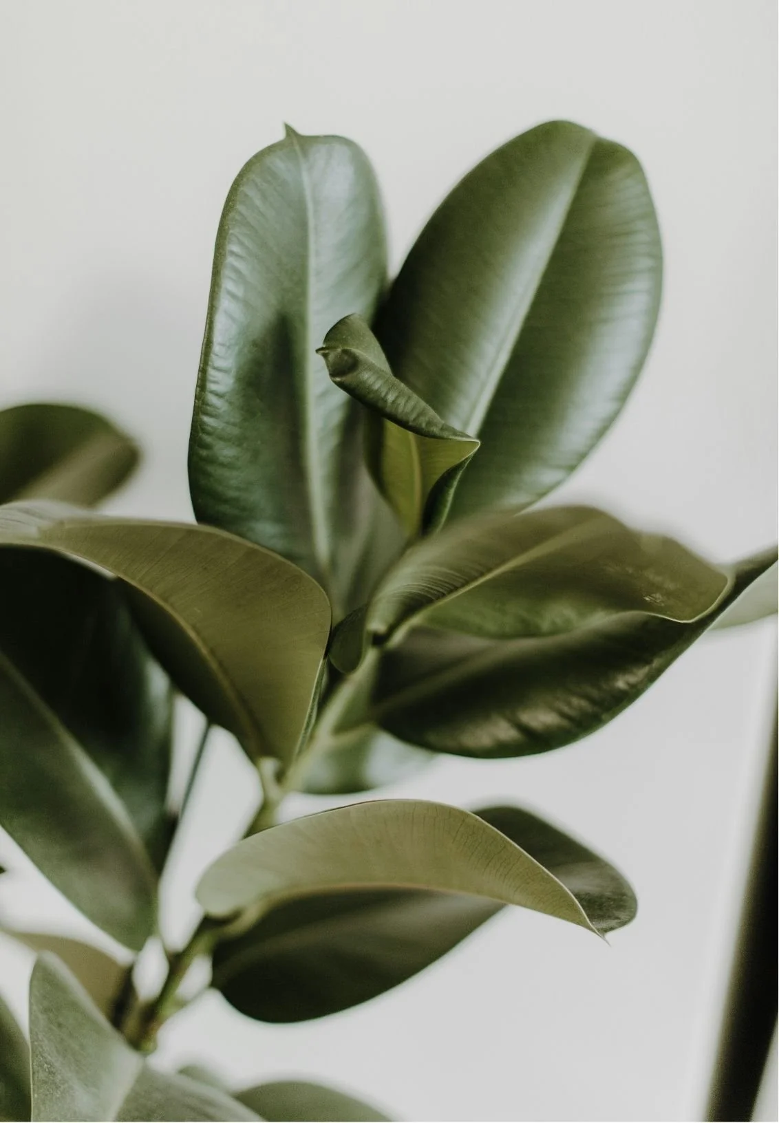 Close-up of magnolia plant with green, glossy leaves.
