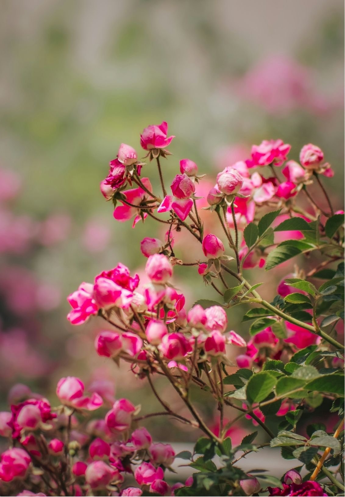 Pink flower buds and blooms on a leafy plant with a blurred background.