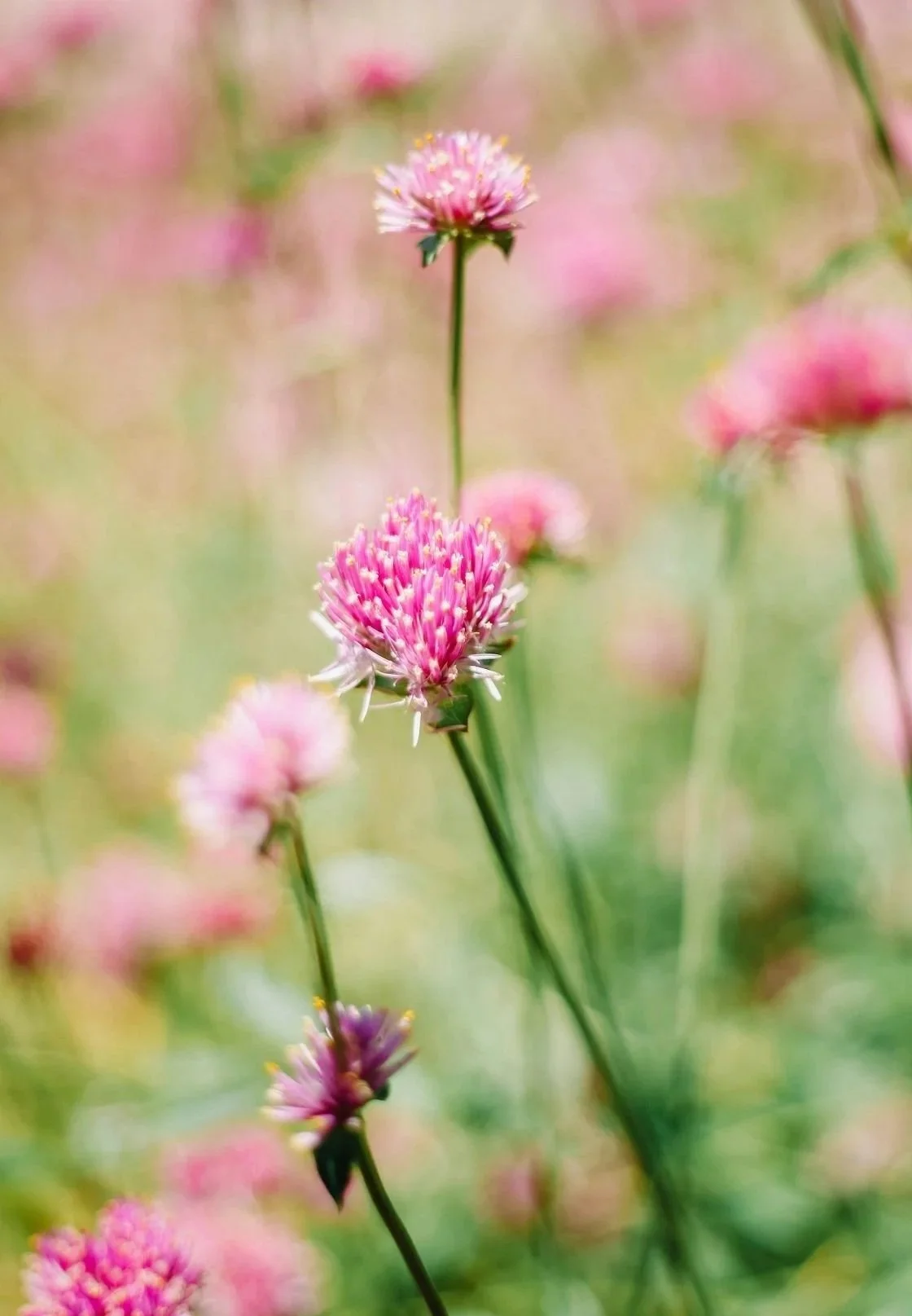 Close-up of pink and white clover flowers in a field