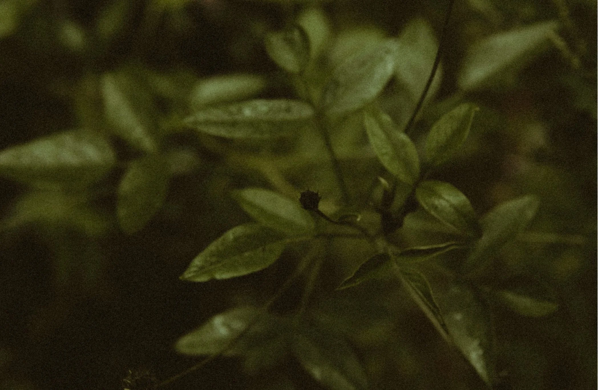 A close-up image of green leaves with a dark background.