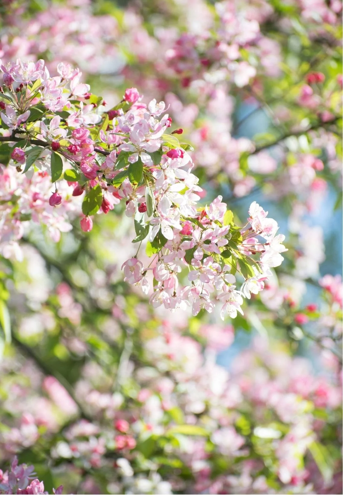 Close-up of pink and white blossoms on a tree with sunlight filtering through the leaves.