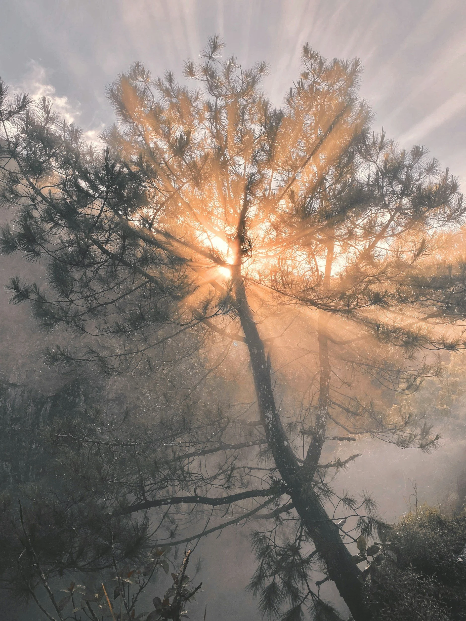 A tree with sunlight shining through its branches and needles, viewed from below against a sky with ascending clouds.