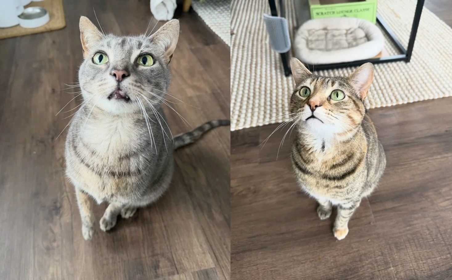 Two cats sitting on wooden floors, looking up. The left cat is gray with green eyes and a slightly open mouth. The right cat is brown with black stripes and green eyes, sitting near a pet bed and a black metal frame.