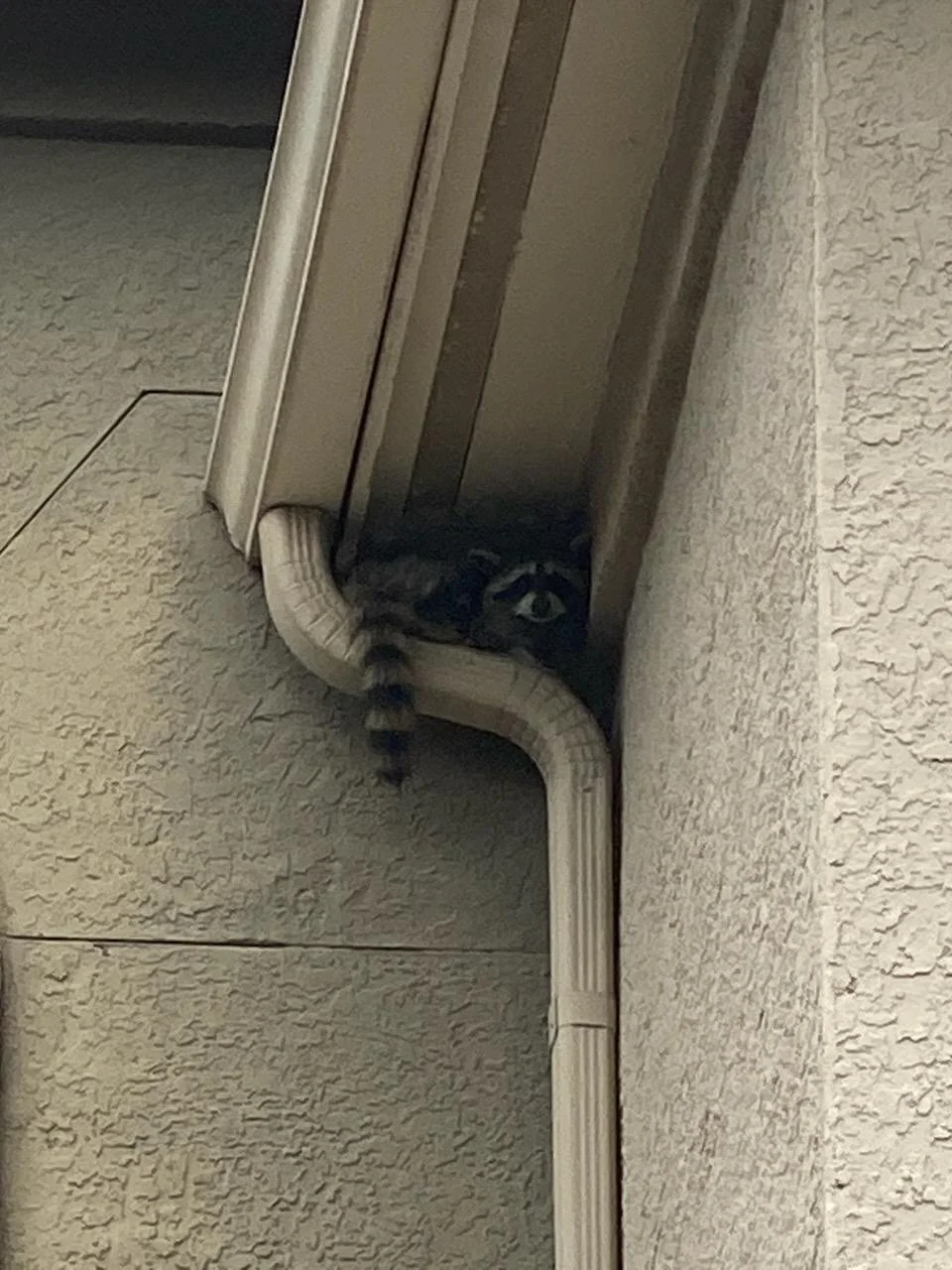 Raccoon hiding behind a gutter downspout on the side of a house