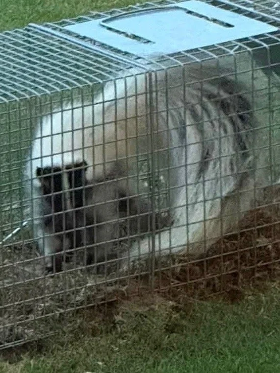 Skunk caught in a live trap