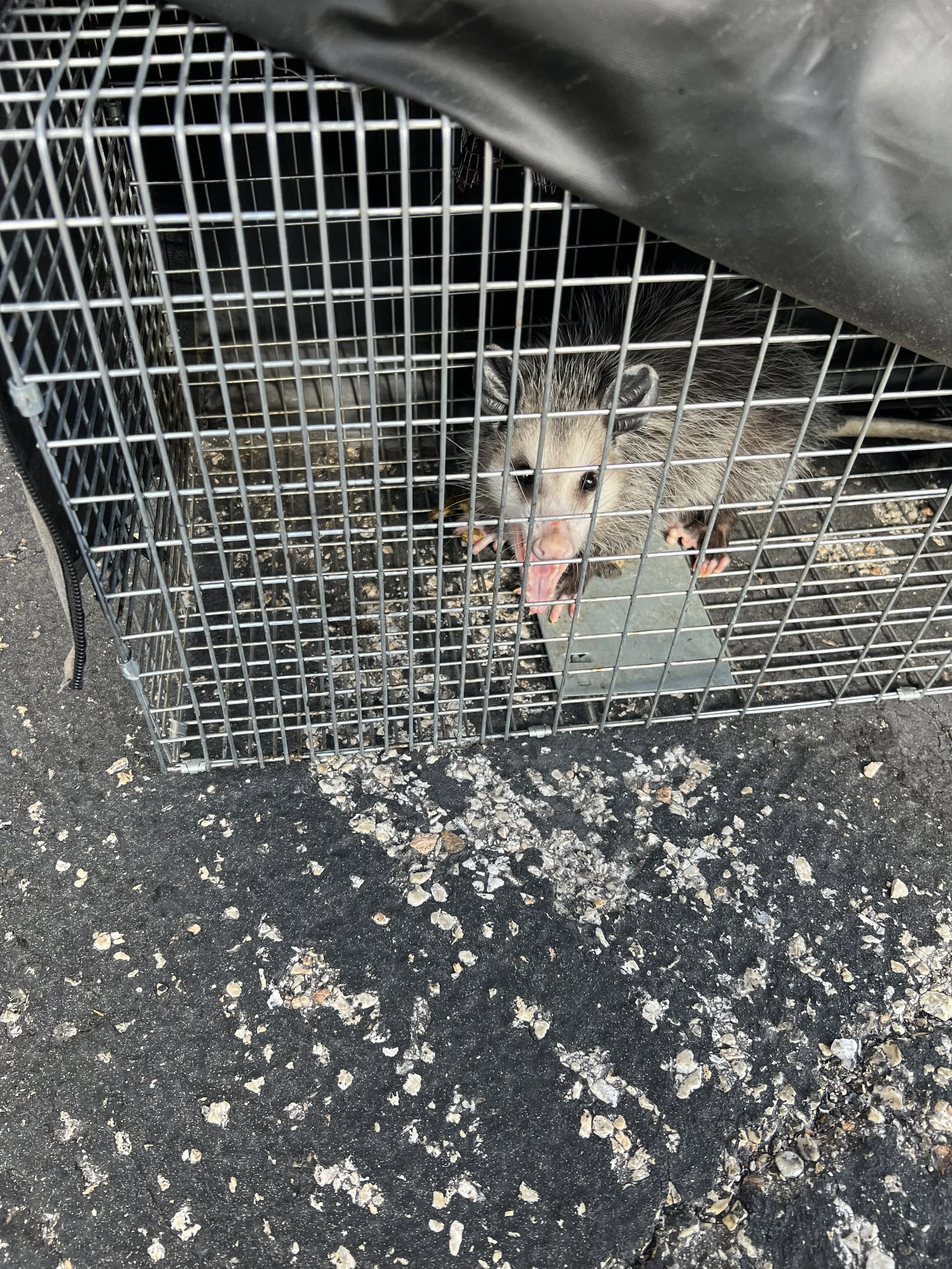 Opossum caught in a live trap