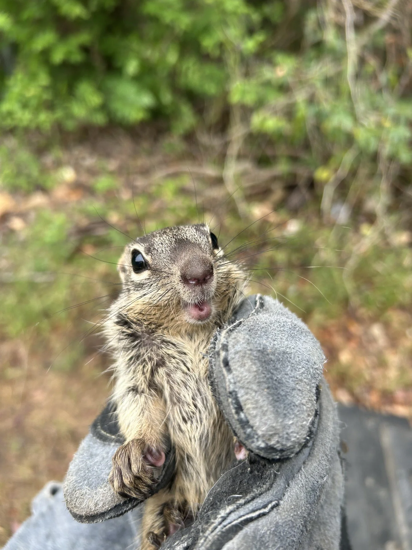 Squirrel removed from an Austin-area home