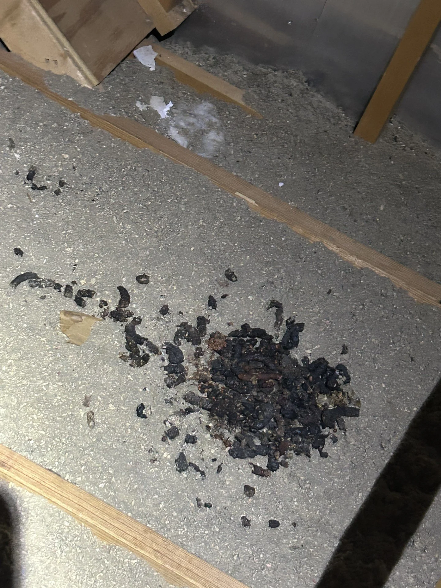 Wildlife droppings that need to be removed and sanitized